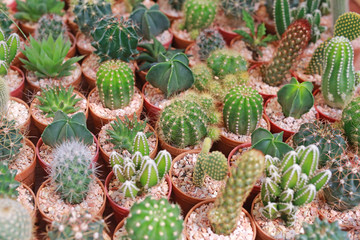 Group of cactus in greenhouse growing.