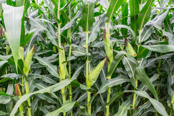 Green corn field in agricultural garden, pods corn on trunk