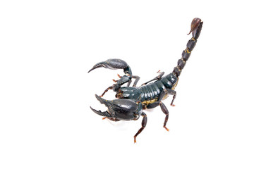 scorpion on white background. Giant forest scorpion species found in tropical and subtropical areas in Asia.
