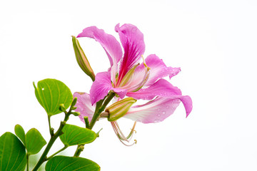 close up pink Bauhinia purpurea flower isolate on white background (Orchid Tree)