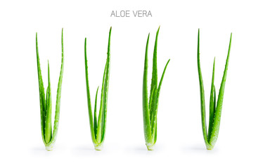 Collection of four green aloe vera plant isolated on white background, File contains a clipping path.