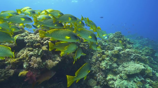 School of colorful tropical fish. Black spotted sweetlips in Red Sea