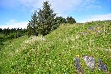Kodiak hillside