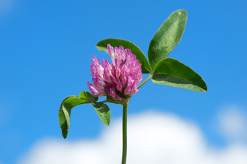 Purple clover flower