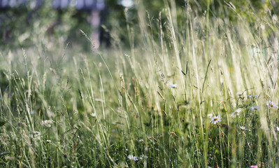 Landscape is summer. Green trees and grass in a countryside land