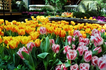Bed of Tulips