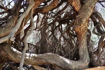 Tree Branch Labyrinth