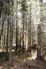 Pine forest. Depths of a forest. Journey through forest paths. T