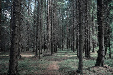 Pine forest. Depths of a forest. Journey through forest paths. T