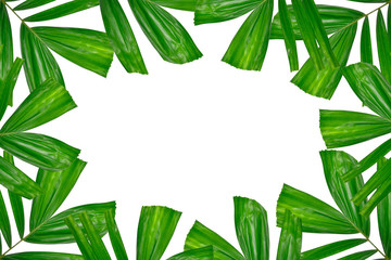 fresh palm leaves with white space as a background