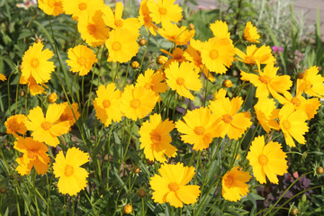 Large group of yellow flowers of lance-leaved coreopsis (Coreopsis lanceolata) on flowerbed