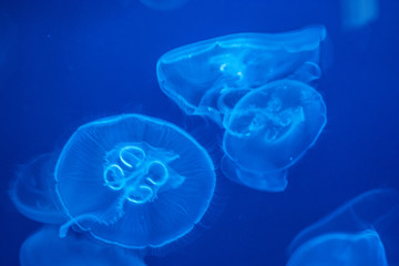 jellyfish in aquarium