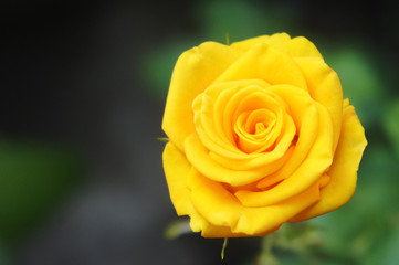 wild yellow rose closeup photograph