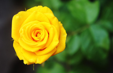 wild yellow rose closeup photograph