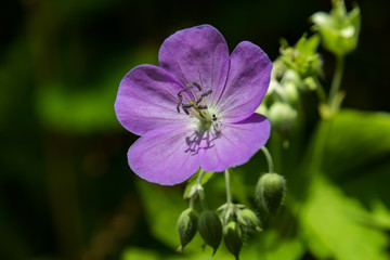 Purple Wild Geranium wildflower close-up