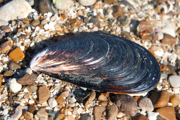 shell mussels on stones