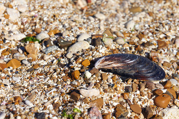 shell mussels on stones