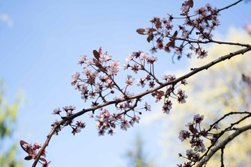 Plum blossoms