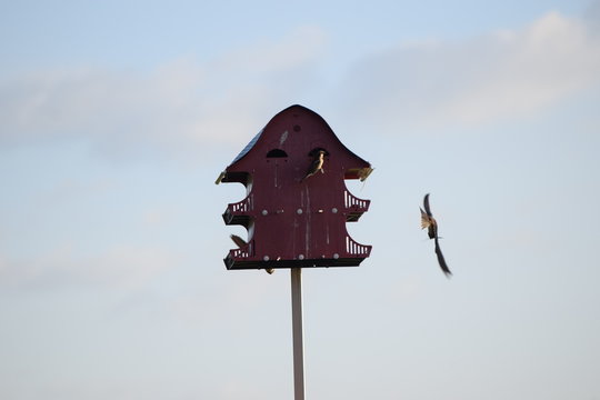 Birdhouse