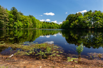 Tranquil Pond