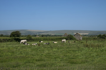 Obraz premium herd of cows in meadow in sunny landscape and rural views braunton, devon, north, british, united, kingdom