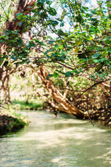 freshwater stream, Eli Creek, Fraser Island