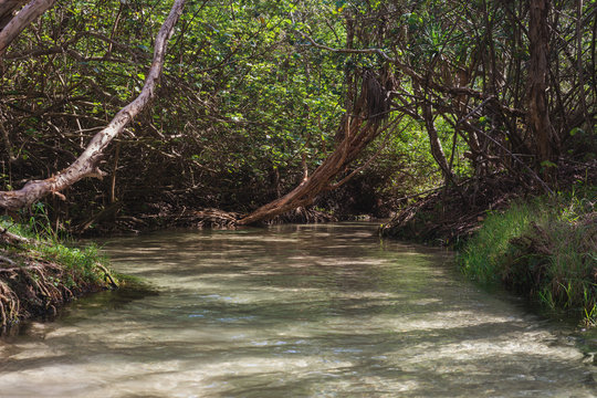 freshwater stream, Eli Creek, Fraser Island