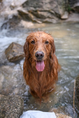 Golden retriever playing with water in the creek
