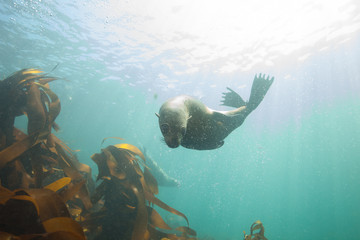 Cute seal sea lion underwater encounter in South Africa - Powered by Adobe