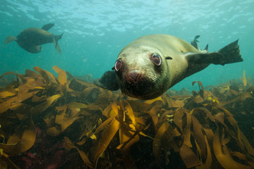 Cute seal sea lion underwater encounter in South Africa - obrazy, fototapety, plakaty