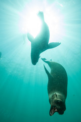 Obraz premium Two sea lions seals chasing each other through an underwater sunburst