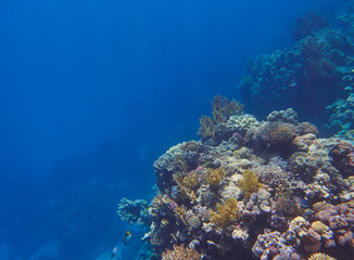 Fototapeta na wymiar coral reef in Red Sea