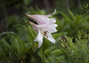 Obraz premium ささゆり