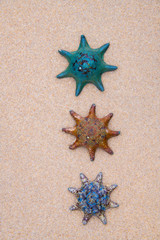Seastars on the Sand