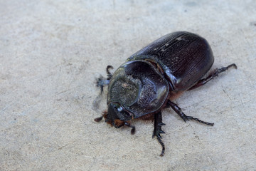 Close up of coconut rhinoceros beetle on wood