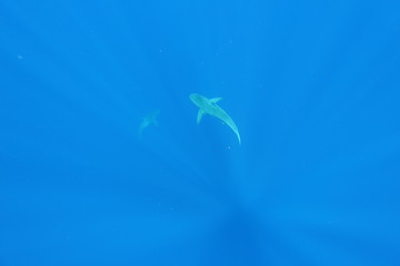 tiger sharks from above underwater