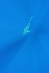 Fototapeta na wymiar tiger sharks from above underwater