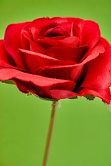 Artificial Red Rose