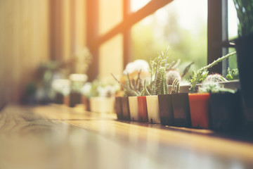 Cactus in ceramic pot on a wood table background.