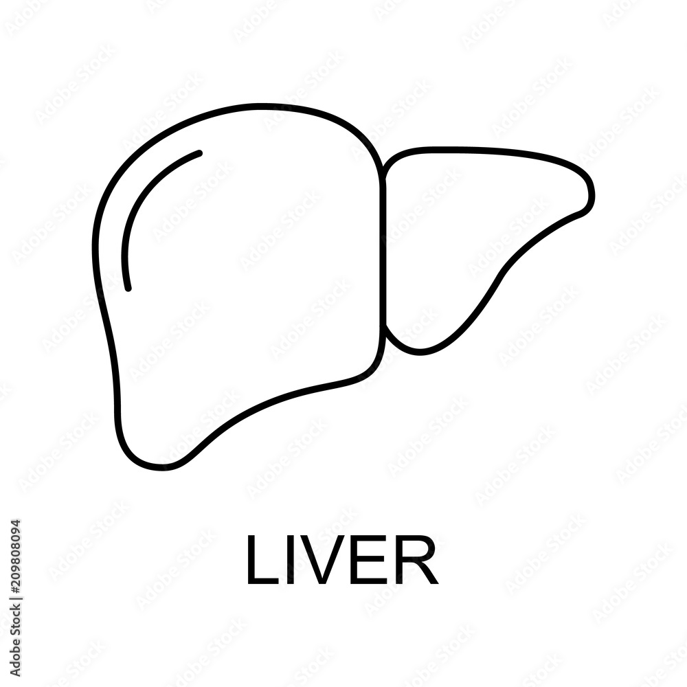 Poster liver line icon. element of medicine icon with name for mobile concept and web apps. thin line liver