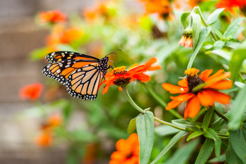 Monarch Butterfly on Flower Pot in Garden