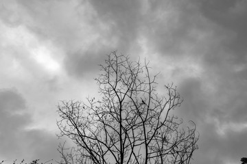 Dead Tree Moody Sky in the Royal Botanic Gardens Victoria