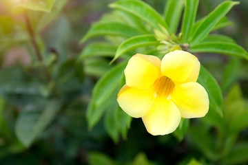 Fototapeta na wymiar a lot of beautiful, colourful flowers growing in the tropics. exotic, rare flowe