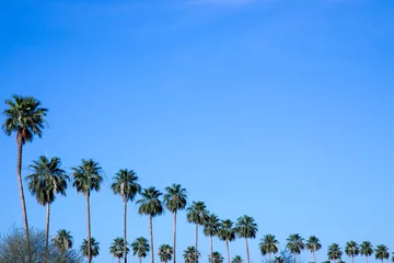 Papier peint Palmier Line of palm trees against blue sky with copy space