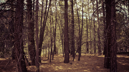Obraz premium through the trees
