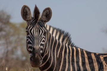 Fototapeta na wymiar Zebra detailed photo