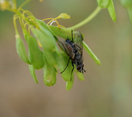 housefly on a green plant
