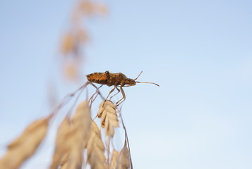cute beetle close-up on a blade of grass