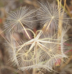 abstract dandelion macro