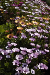Fototapeta premium flowers